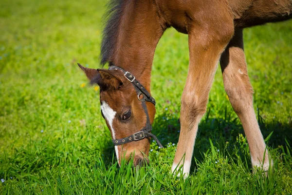 Paard — Stockfoto