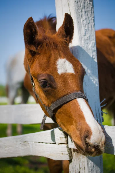 Häst — Stockfoto