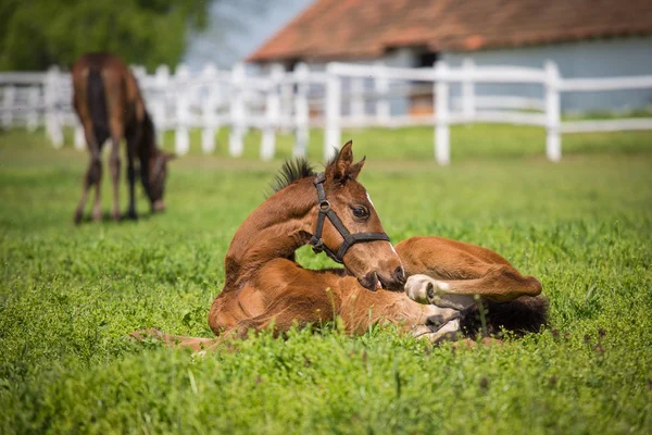 Paard — Stockfoto