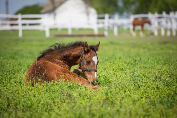 Cavallo — Foto Stock