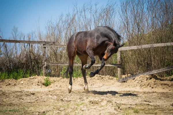 Horse — Stock Photo, Image