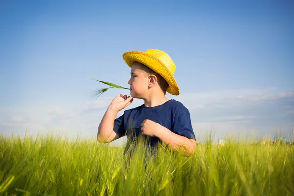 Boy in the wheat — Stock Photo, Image