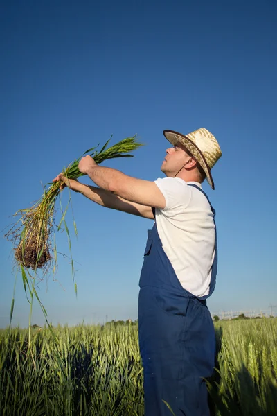 Agricultor en el campo — Foto de Stock