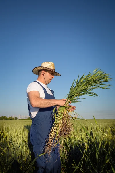 Agricultor en el campo — Foto de Stock