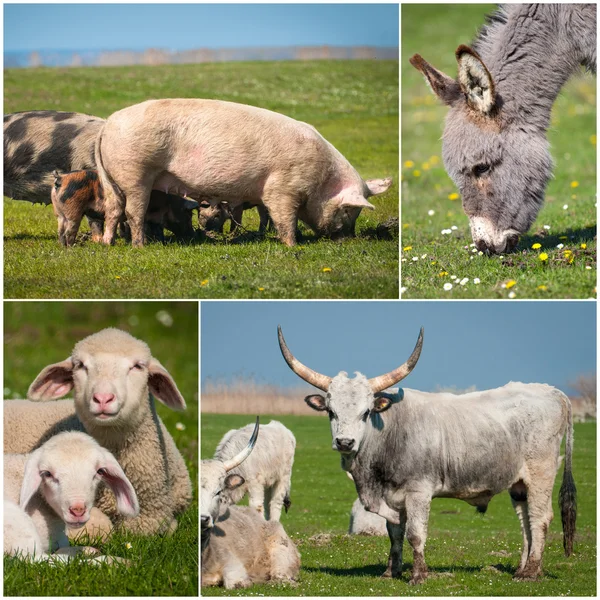 Colaj de agricultură — Fotografie, imagine de stoc