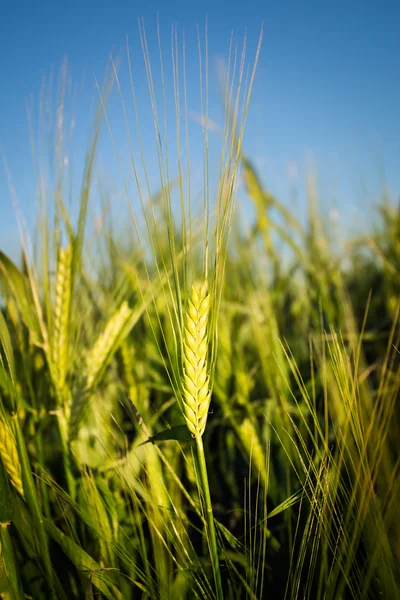 Green wheat — Stock Photo, Image