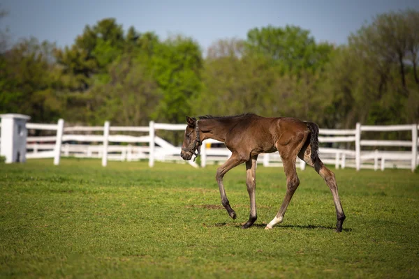 Cavallo — Foto Stock