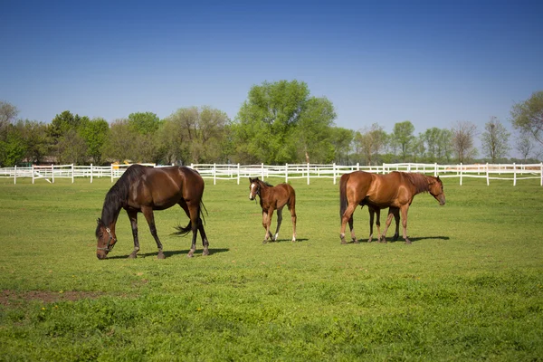 Cavallo — Foto Stock