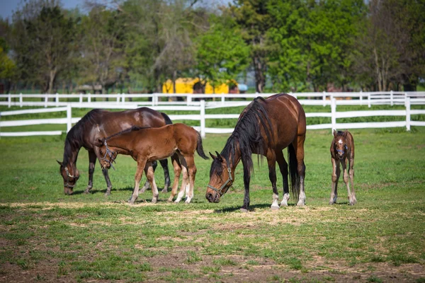 Paard — Stockfoto