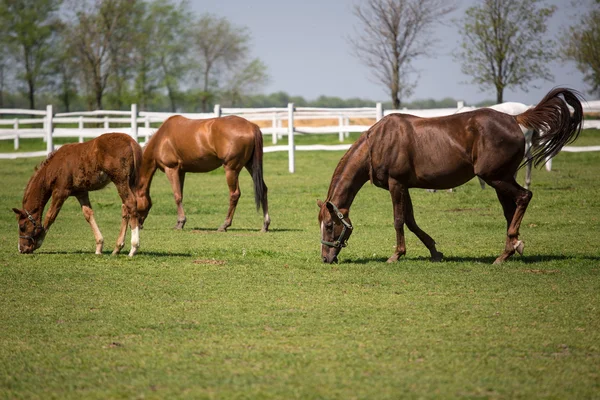 Paard — Stockfoto