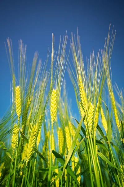 Trigo verde — Foto de Stock