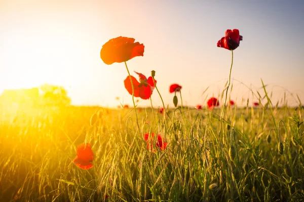 Field of Corn Poppy Flowers — Stock Photo, Image