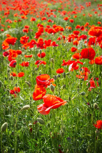 Field of Corn Poppy Flowers — Stock Photo, Image