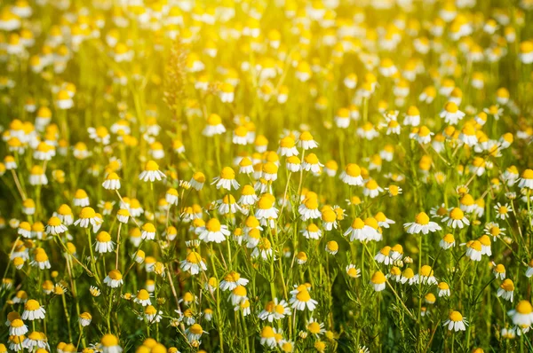 Camomile field — Stock Photo, Image