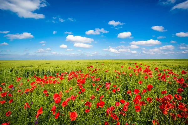 Fält av corn vallmo blommor — Stockfoto