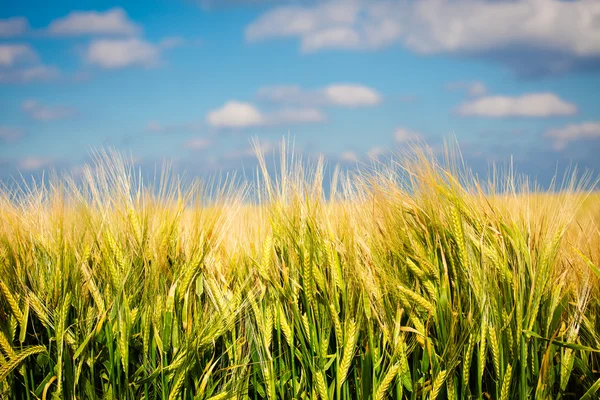 Campos de trigo — Fotografia de Stock