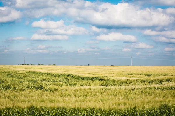 Campi di grano — Foto Stock