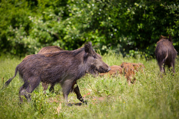 Wild boar