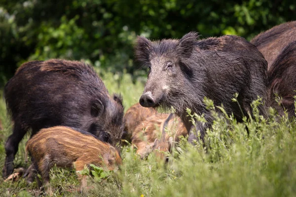 Wild boar — Stock Photo, Image