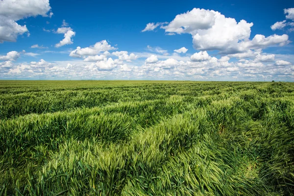 Campi di grano — Foto Stock