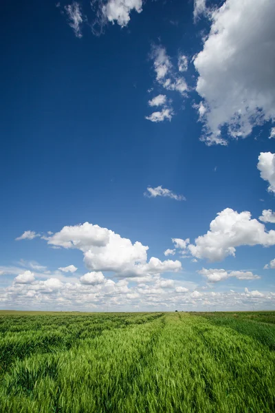 Campi di grano — Foto Stock