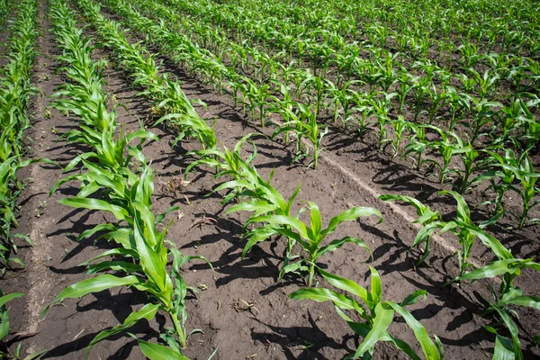 Veld met groene maïs — Stockfoto