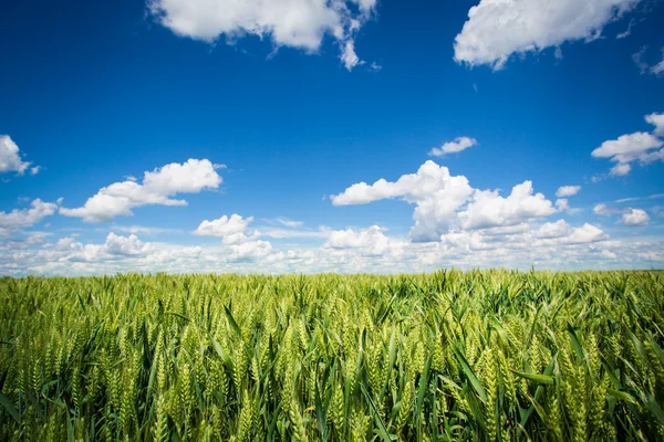 Campi di grano — Foto Stock