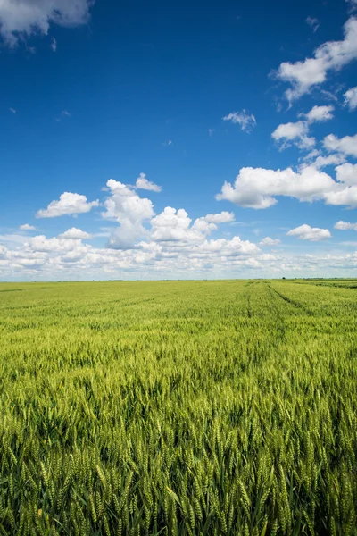 Campi di grano — Foto Stock