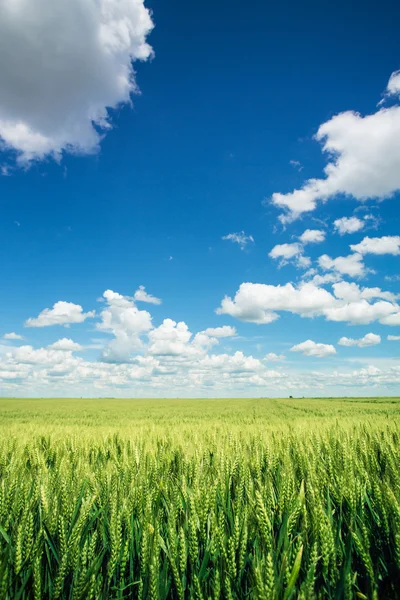 小麦畑 — ストック写真