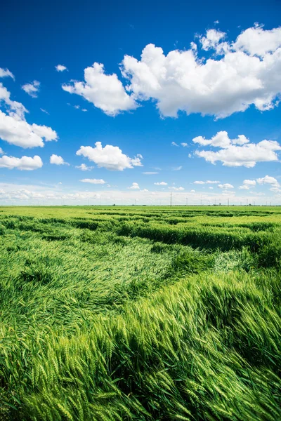 Campi di grano — Foto Stock