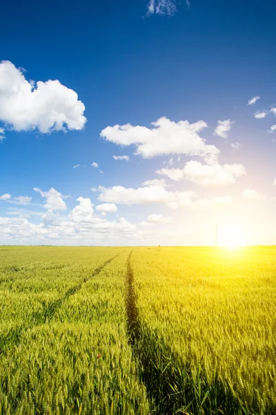 Campi di grano — Foto Stock