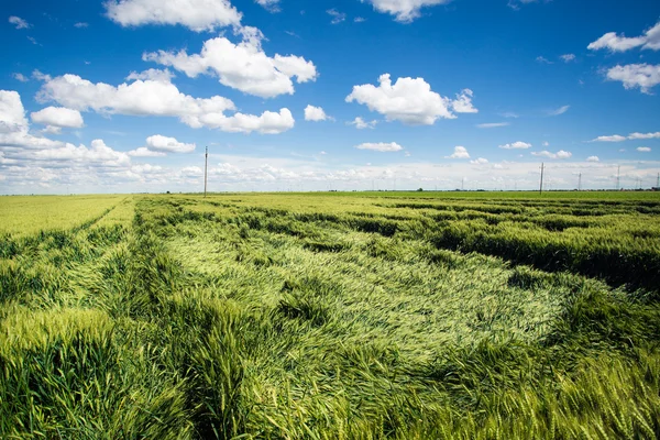 Buğday alanları — Stok fotoğraf