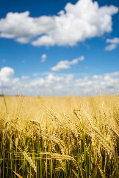 Campos de trigo — Fotografia de Stock