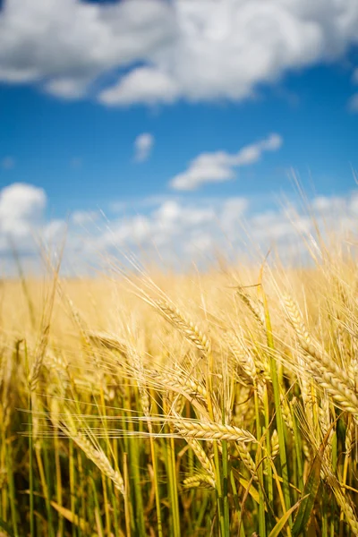 Campos de trigo — Fotografia de Stock