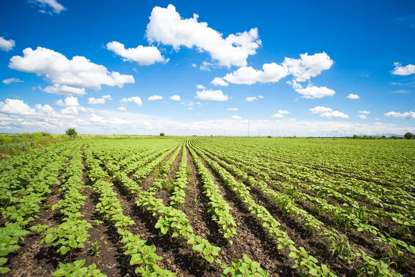 Field with green sunflowers — Stock Photo, Image