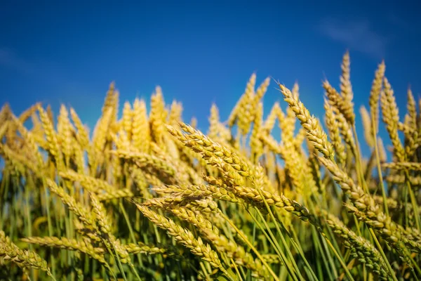 Wheat field — Stock Photo, Image