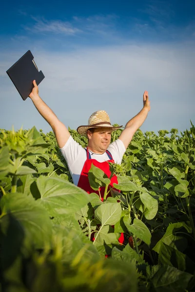 Bauer und Sonnenblume — Stockfoto