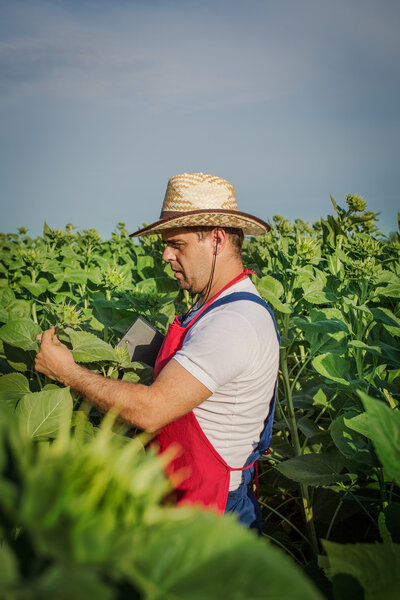 Farmer and sunflower