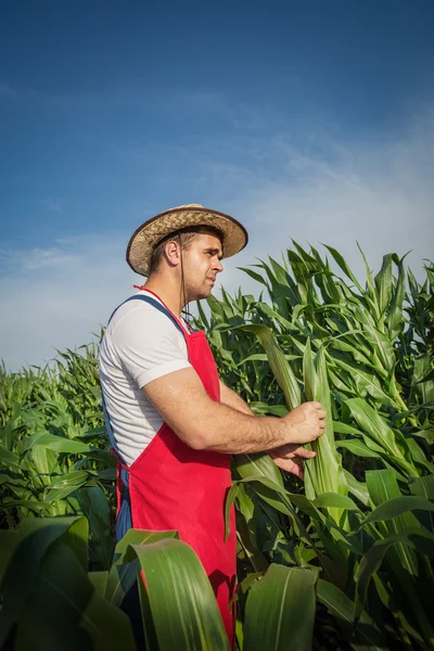 Agricultor e girassol — Fotografia de Stock