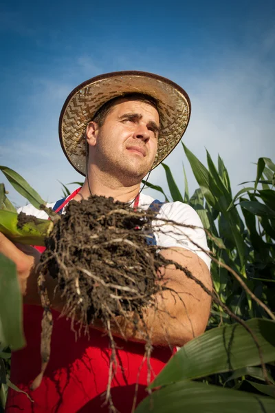 Bauer und Sonnenblume — Stockfoto