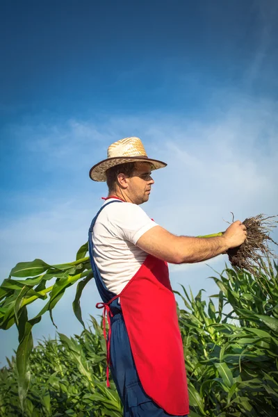 Farmář a slunečnice — Stock fotografie