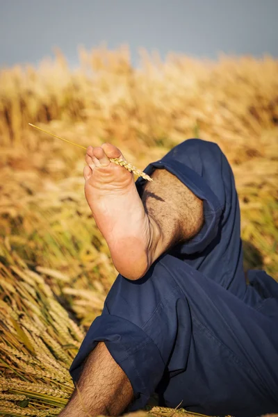 Человек лежит на пшеничном поле — стоковое фото