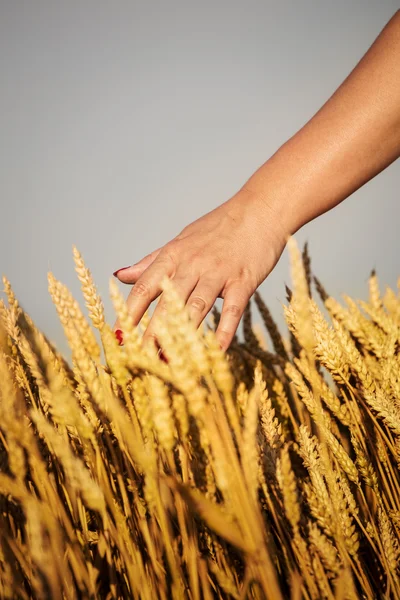 Trigo e mãos — Fotografia de Stock