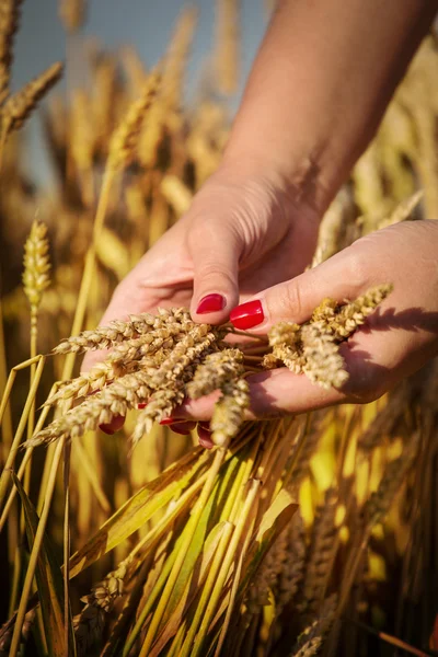 Пшеница и руки — стоковое фото