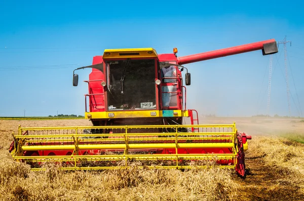 Combine harvesting wheat Stock Photo