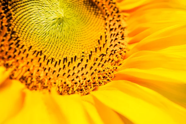 Girasole — Foto Stock