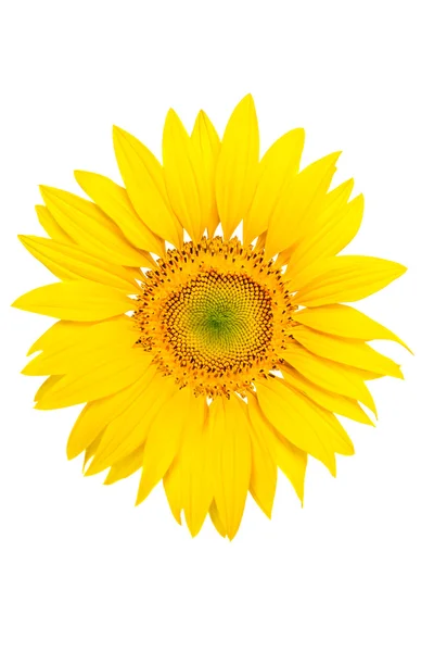 Isolated sunflower on white background. — Stock Photo, Image