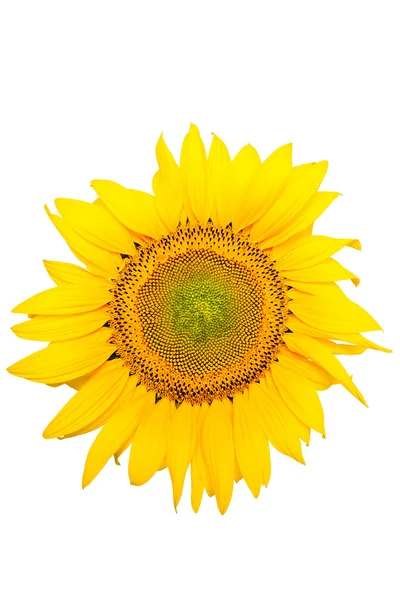 Isolated sunflower on white background. — Stock Photo, Image