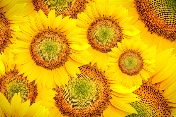 Girasole — Foto Stock