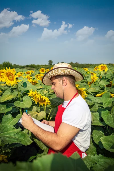 Bonden står i ett solros fält — Stockfoto